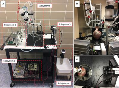 A Complete and Low-Cost Cardiac Optical Mapping System in Translational Animal Models